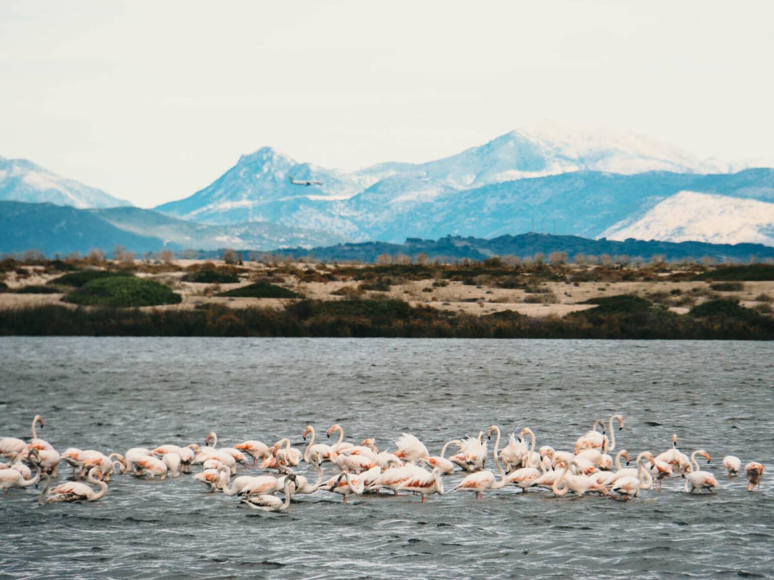 A whole flock of light pink flamingos moves across the sea, with a blue mountain panorama behind them that disappears behind the clouds.