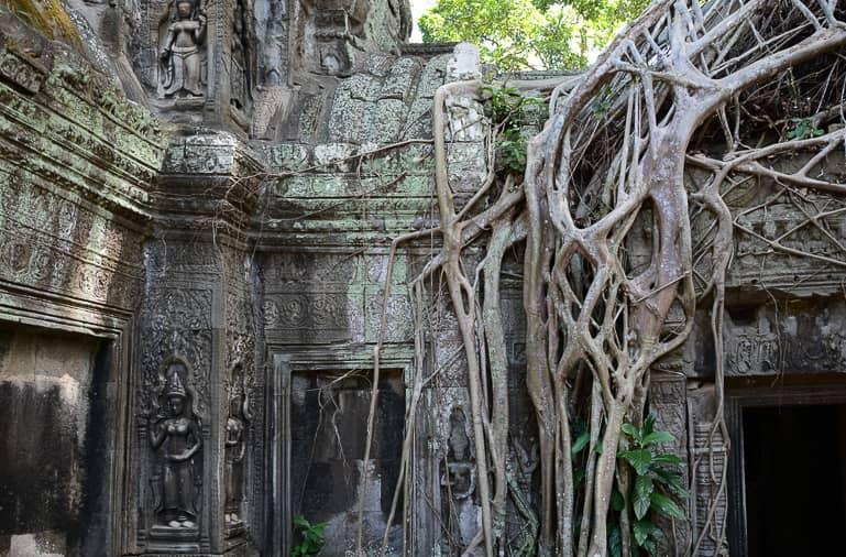 Roots of strangler figs entwine Kambodian's stone temple complex Angkor Ta Phrom.