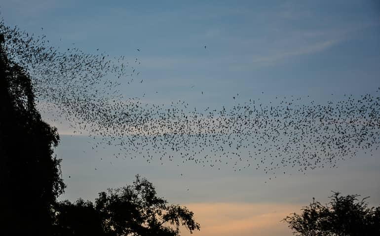 A swarm of bats flies into the evening sun from Phnom Sampov in Battambang, Cambodia, soaring into the sky in search of food.