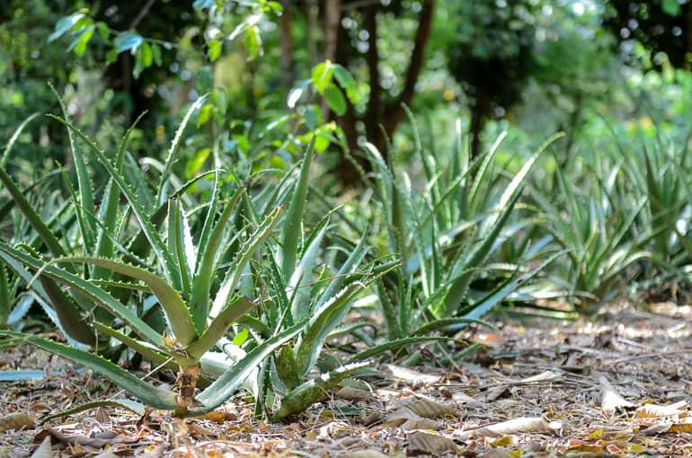 En una granja de especias en Tanzania, crecen plantas de aloe vera.