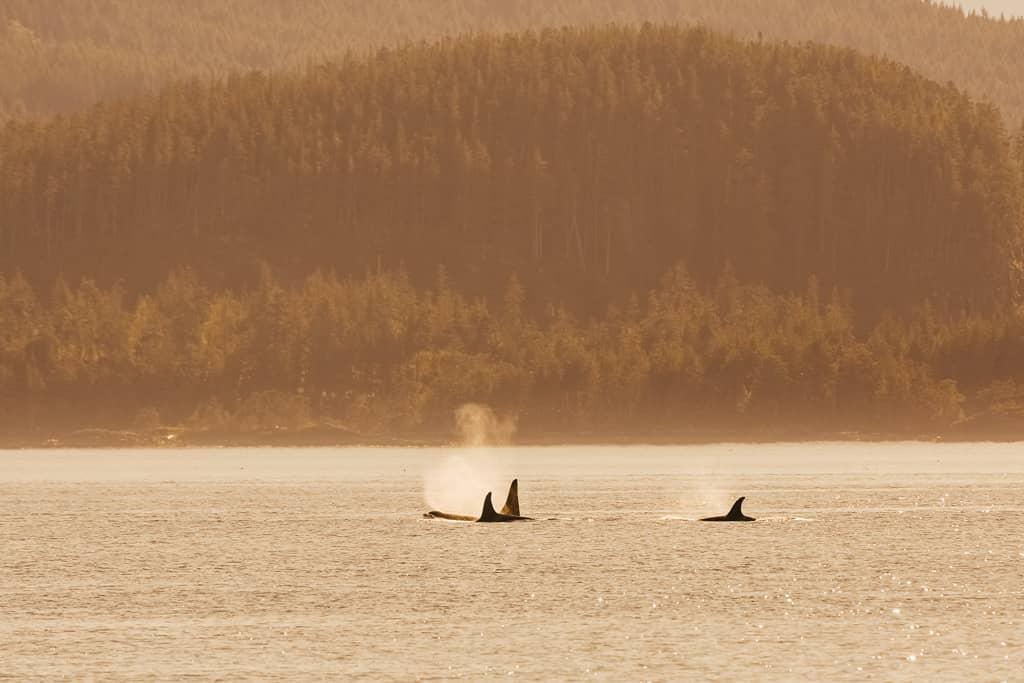Whale Watching Vancouver Island: Three orca fins protrude from the water.