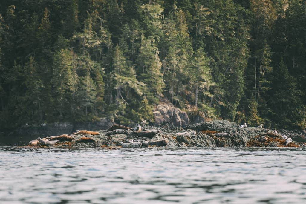 Isla de Vancouver: Leones marinos descansan sobre una roca en el mar.