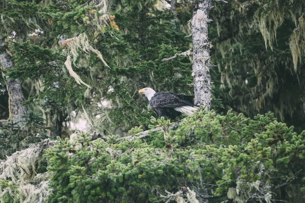 Isla de Vancouver: Un águila se posa sobre un árbol.