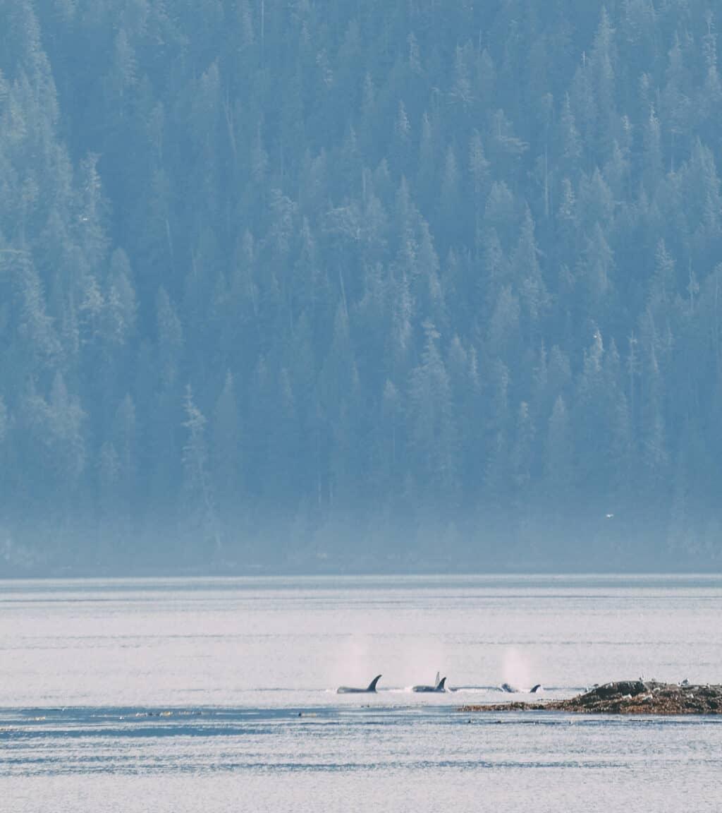 Whale Watching Vancouver Island: Three orca fins protrude from the water.