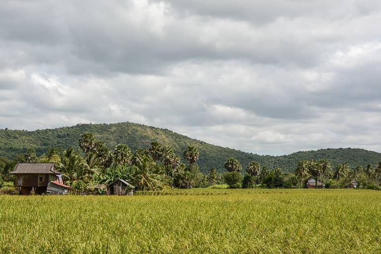 Travellers Insight Travel Blog Travel Tips Cambodia Kampot Rice Fields