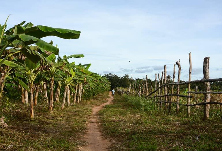 Travellers Insight Travel Blog Travel Tips Cambodia Cardamom Mountains Chi Path Banana Plantation