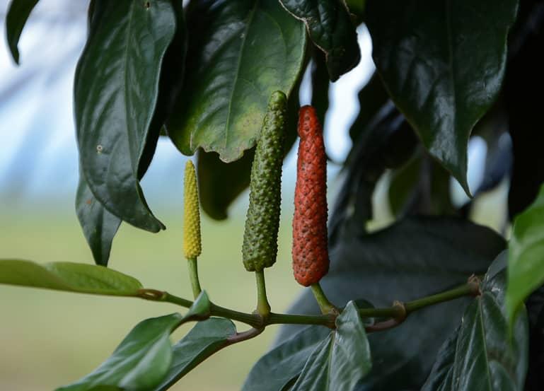 At La Plantation in Cambodia near Kampot, black, green, and red pepper are cultivated.