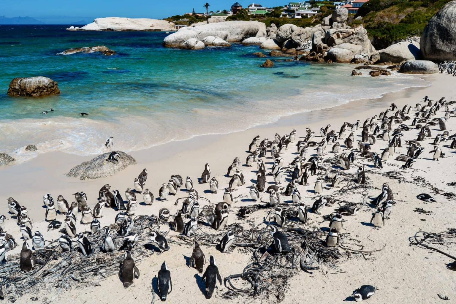 Un consejo de viaje un poco al sur de Ciudad del Cabo que no debes perderte: en Boulders Beach, los pingüinos pasean por la playa.