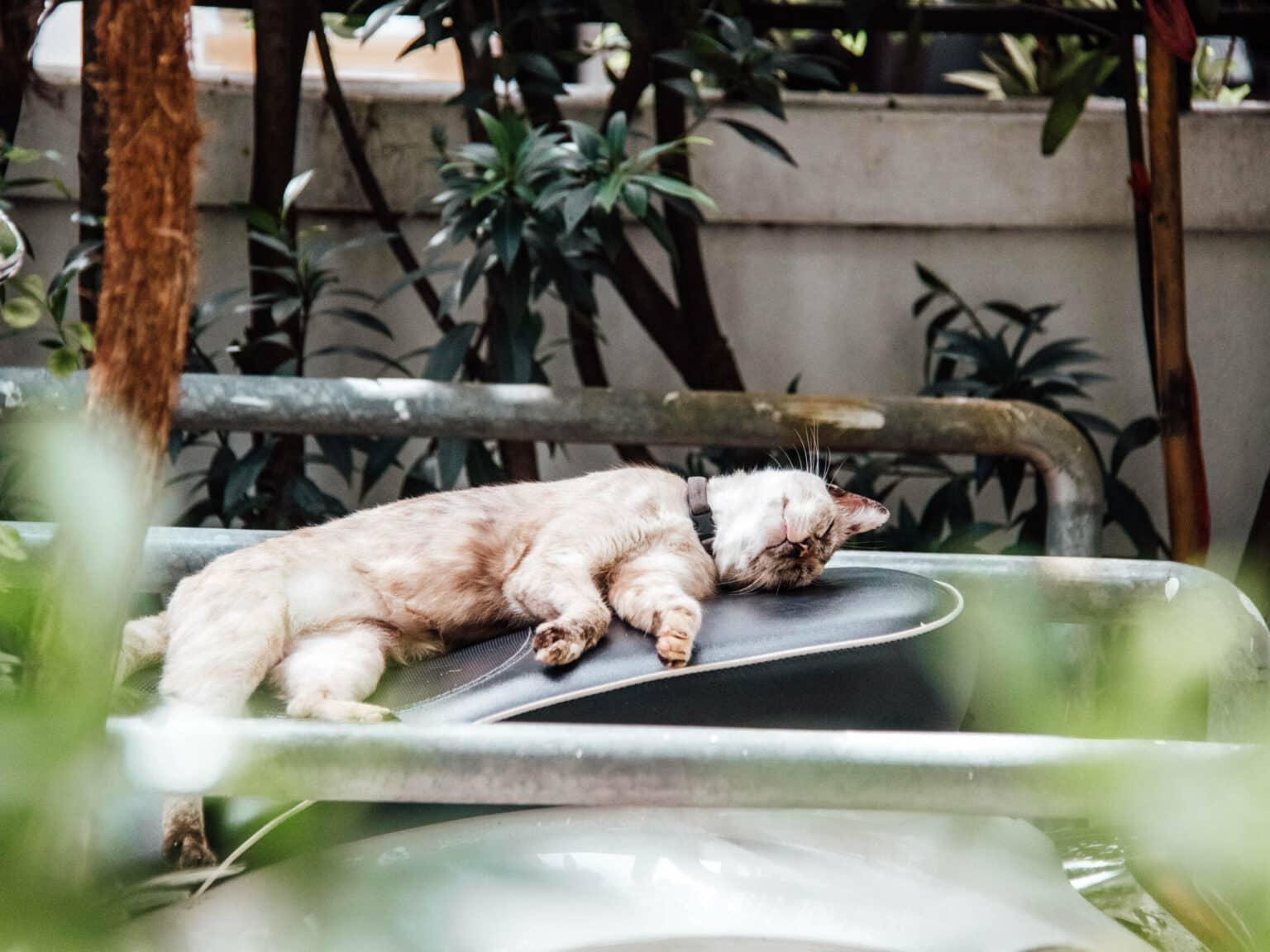 A small, light cat sleeps on an old scale surrounded by plants.