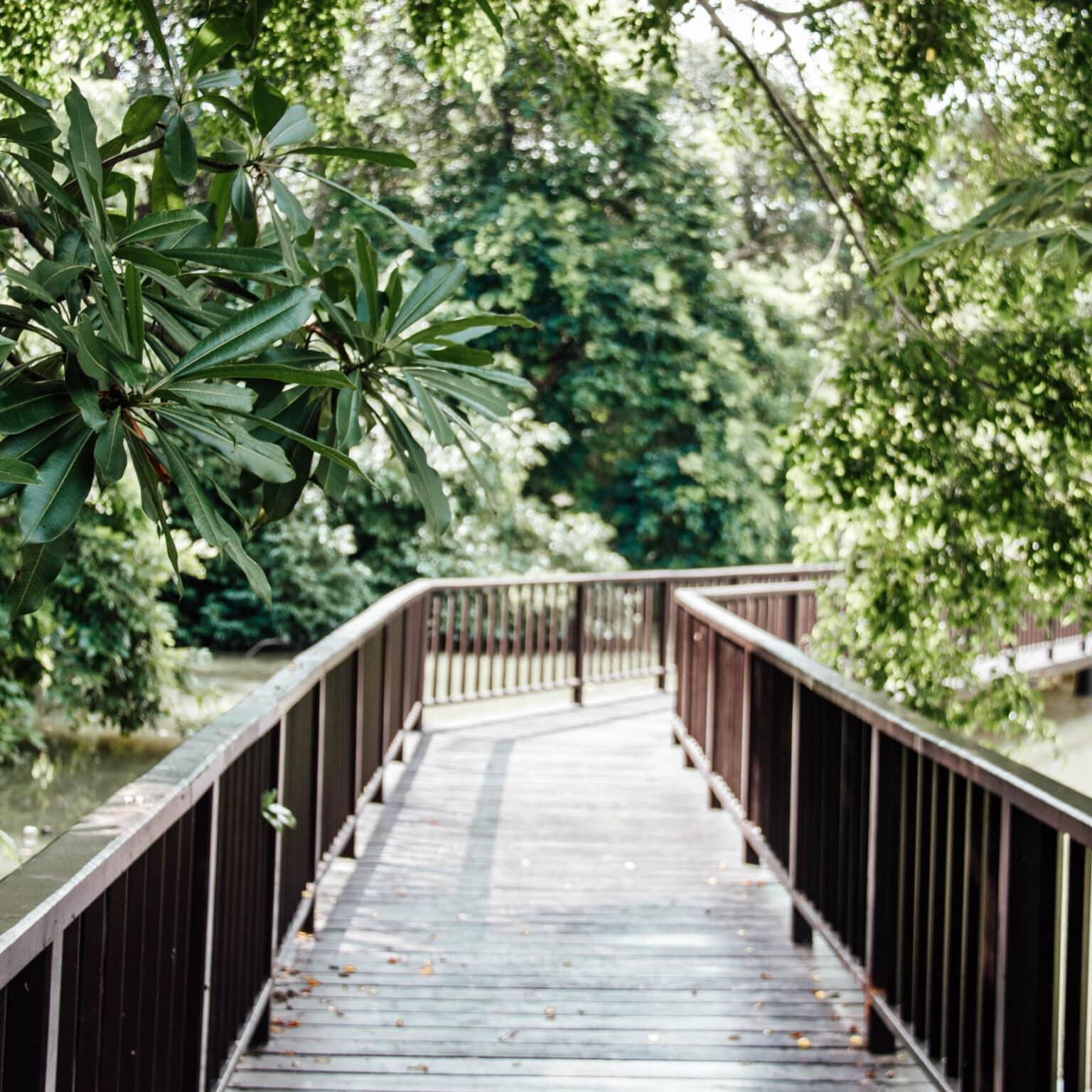 A long wooden bridge winds through a densely vegetated area.