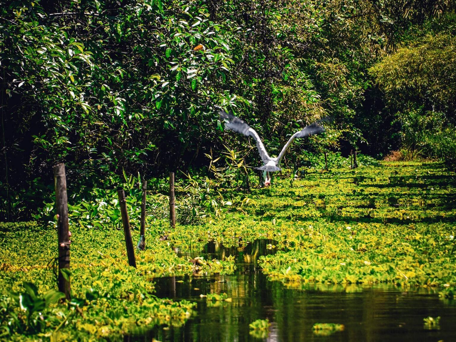 Green wetland with a white heron flying.