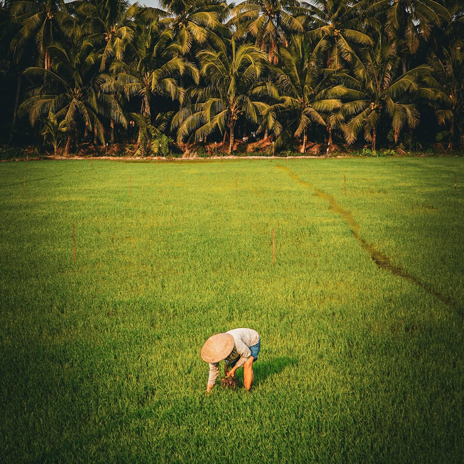 A woman working in a green rice field in Vietnam.