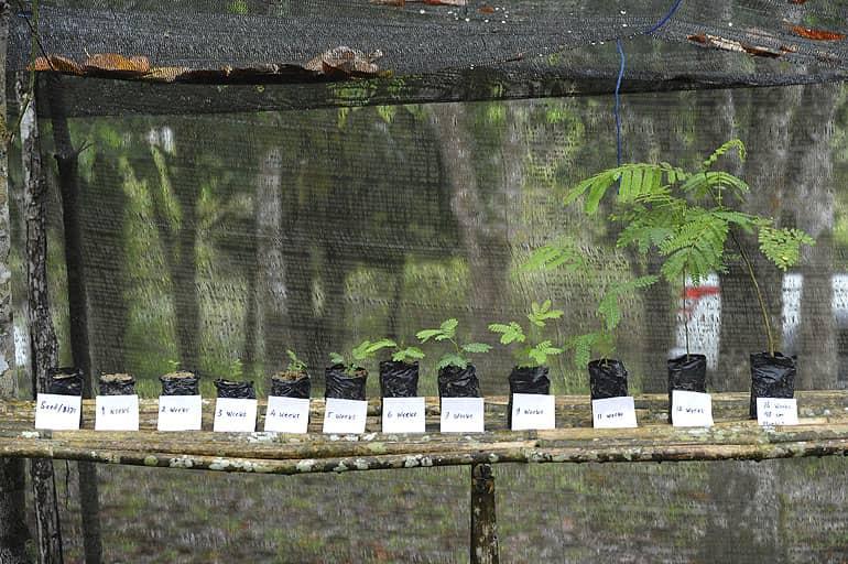 Plántulas de diferentes tamaños están listas para ser plantadas en un saliente de madera en Kalimantan, Borneo, para el proyecto 1 Million Trees.