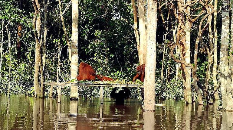 En un paseo de madera en la selva, orangutanes en la isla Pulau Kaja de Borneo están comiendo.