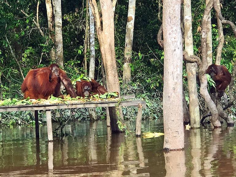 Dos orangutanes en Borneo se sientan en su punto de alimentación de un paseo de madera en Pulau Kaja.