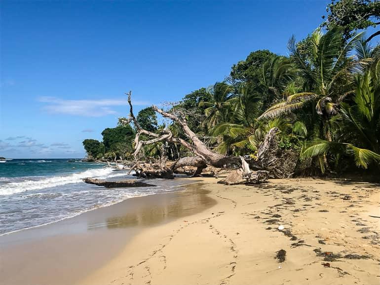Un árbol desarraigado frente a las palmeras se encuentra en la playa de arena Playa Polo en Bastimentos, Panamá, América.