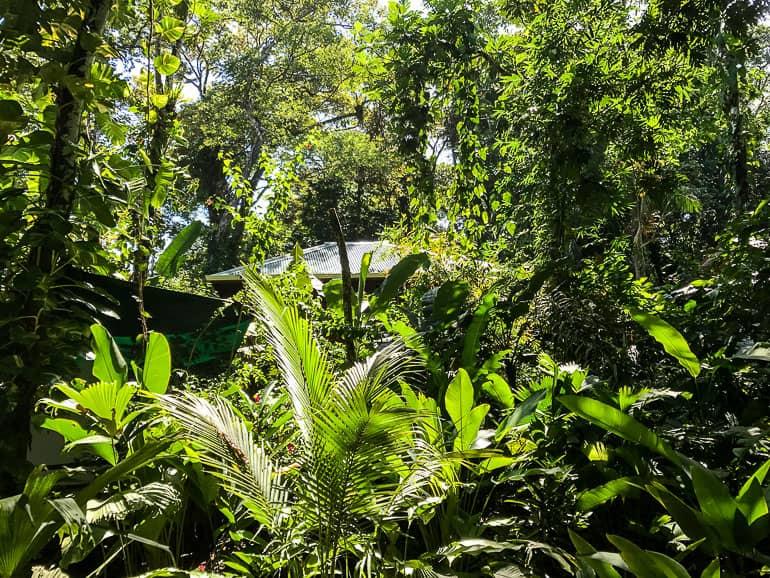 Entre los árboles, arbustos y palmeras de la selva de Bastimentos, apenas se puede ver el techo blanco de la acomodación Palmar.