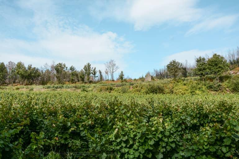 Green landscape of vineyards.