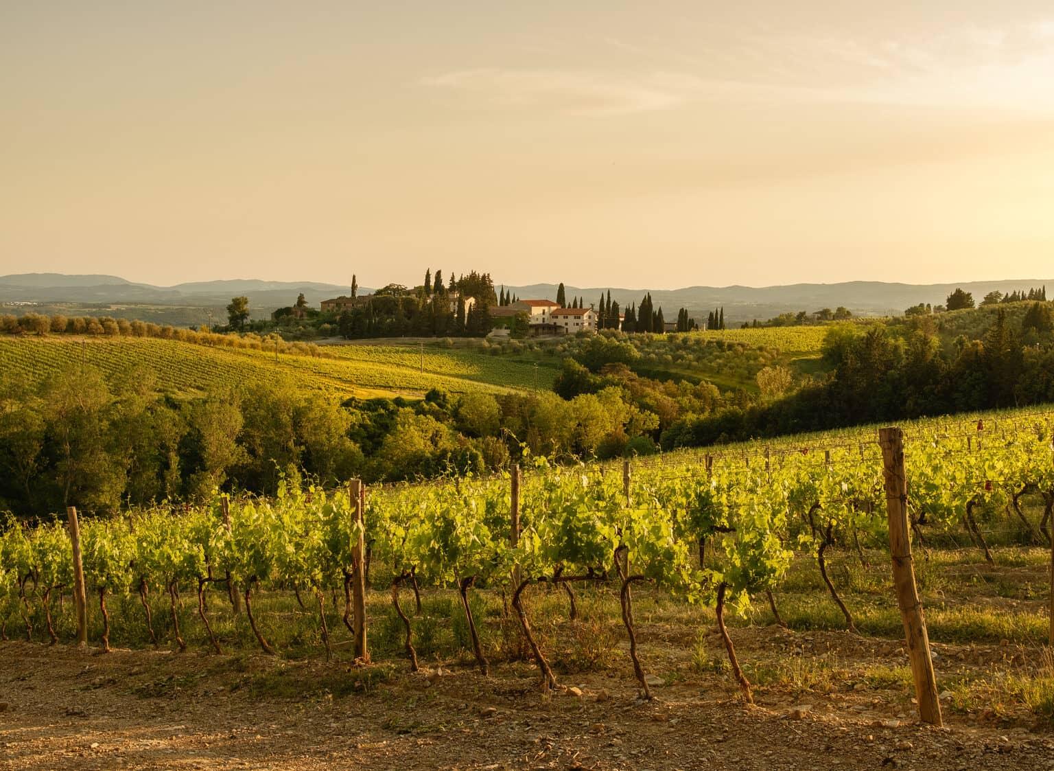 Rolling vineyards in the Italian Tuscany bathed in sunlight.