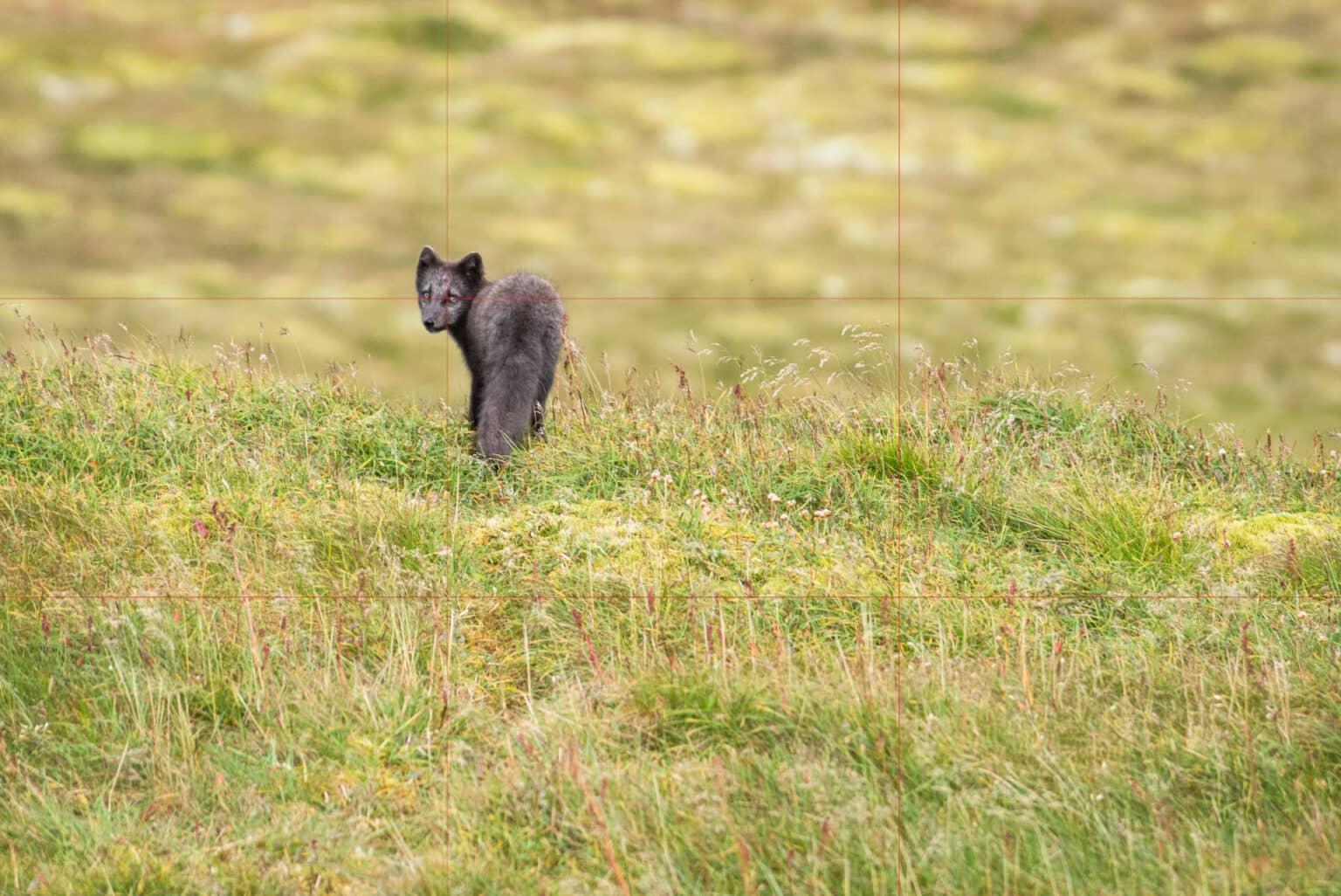 A young arctic fox on a green meadow in Iceland, photographed following the golden ratio, a particularly good trick for balanced photos.