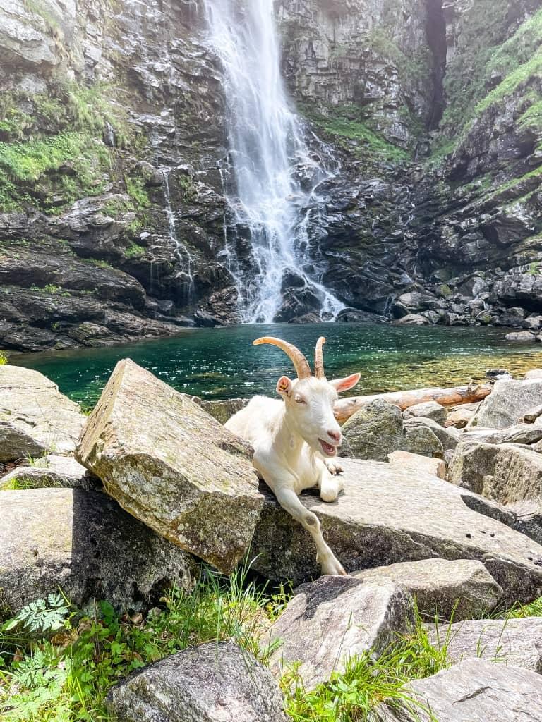 You can also find goats relaxing in the sun at the base of the Cascata La Froda waterfall.
