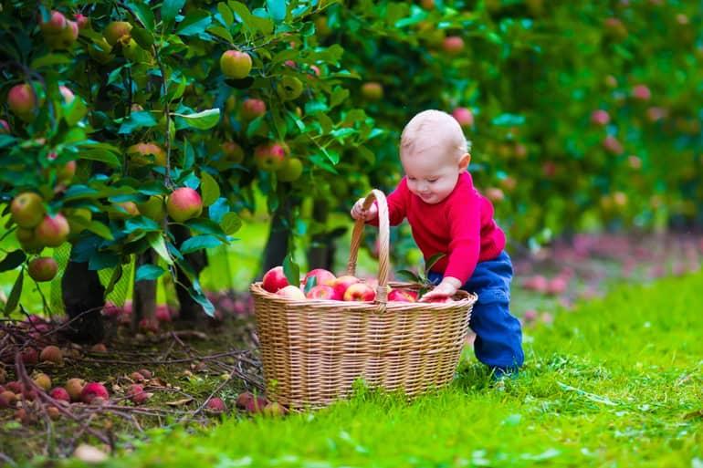 Baby with a basket of apples