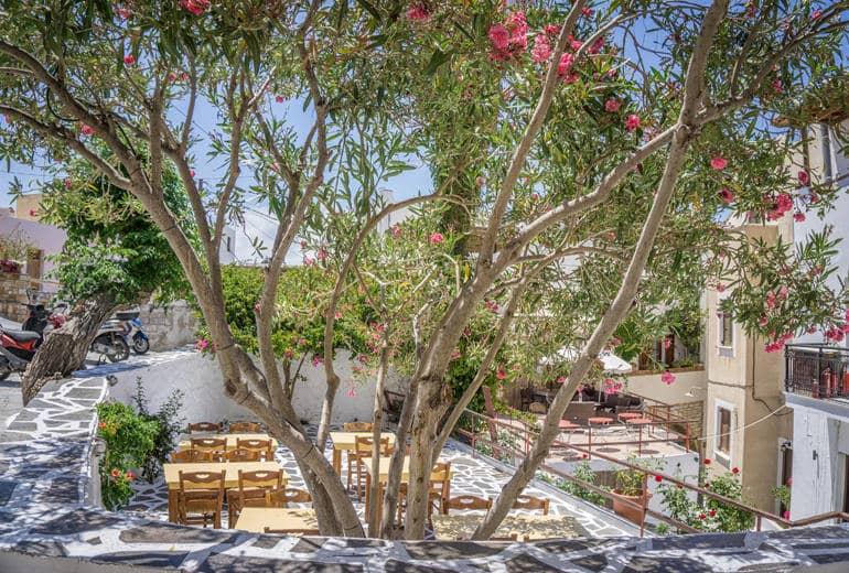Un árbol frente a una casa que florecen las flores.