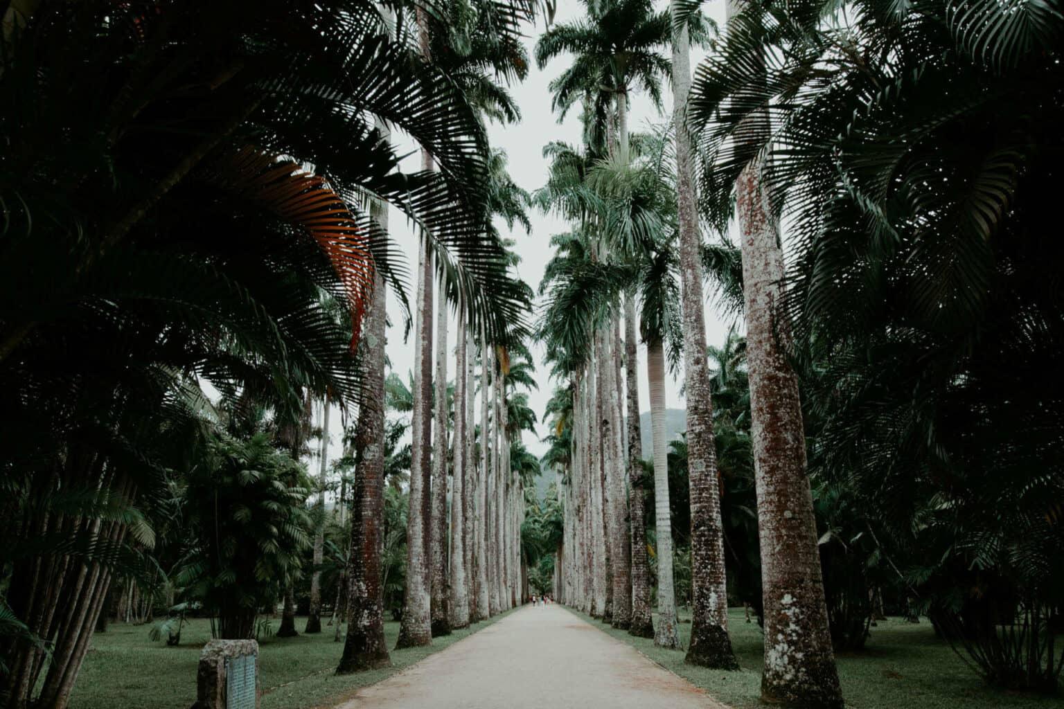 Una avenida con palmeras.