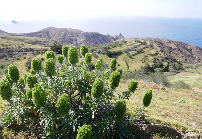 Madeira surfing: The landscape of the island from a mountain.