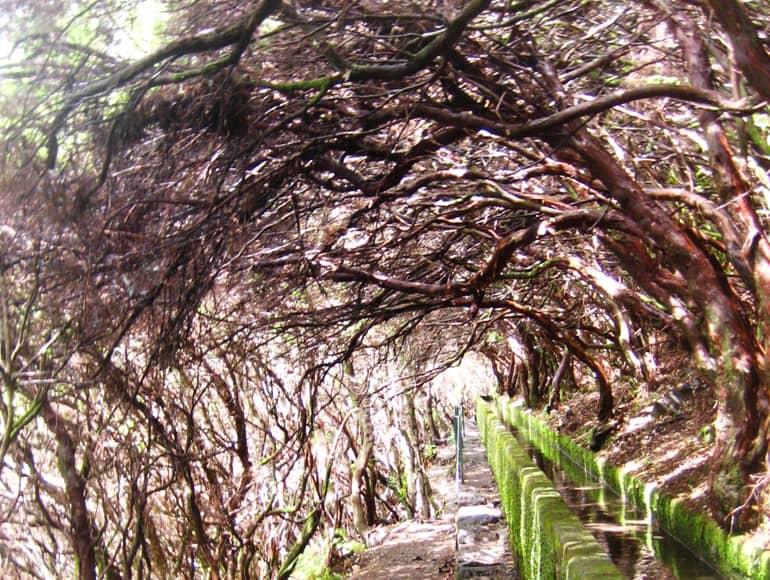 Madeira diving, surfing: A path above the trees.