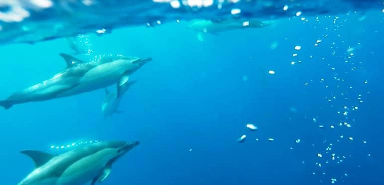Madeira diving, surfing: Dolphins swimming underwater.