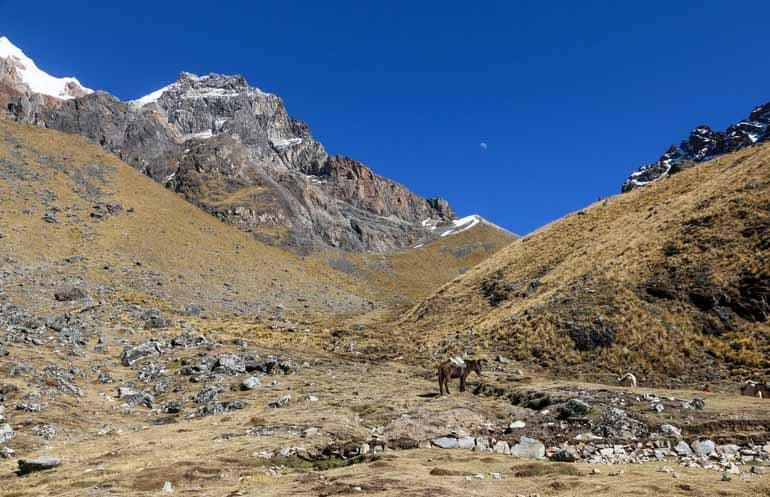 A mountain in Peru on the way to Machu Picchu with a donkey in the foreground.