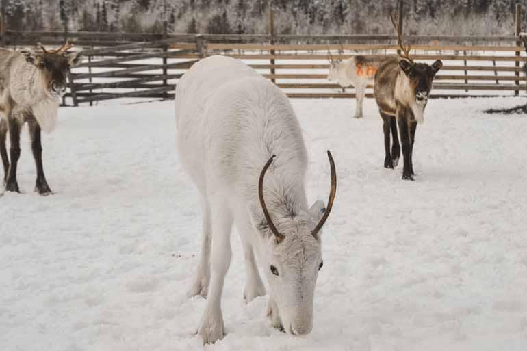 A white reindeer in Finnish Lapland