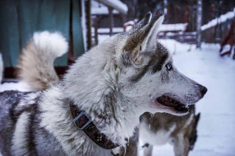 A sled dog in Finnish Lapland.