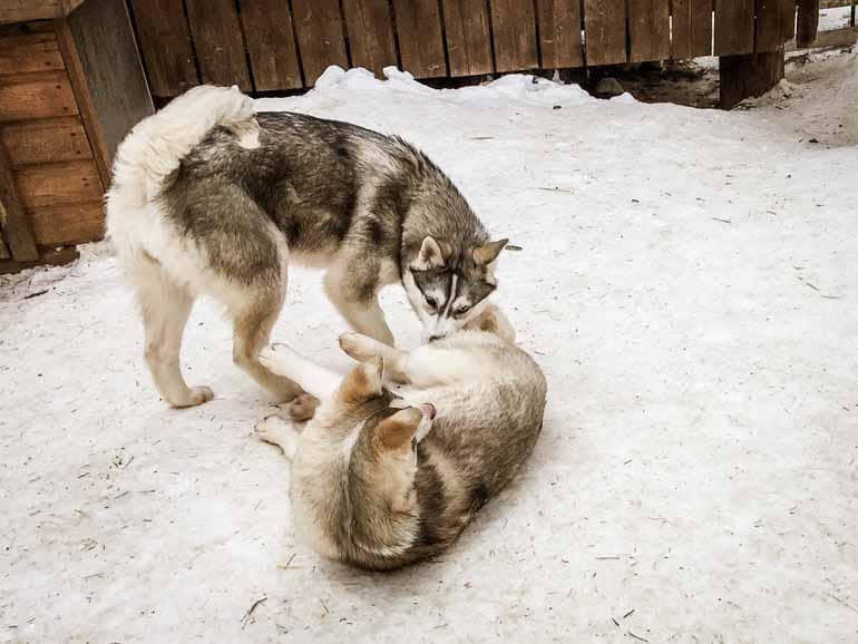 Two sled dogs playing in Finnish Lapland.
