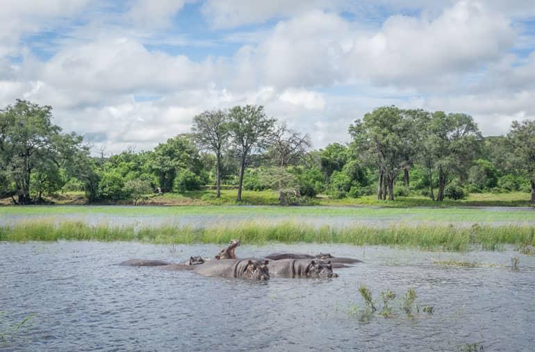 Hippopotamuses swim in the Chobe River in Botswana's Chobe National Park.