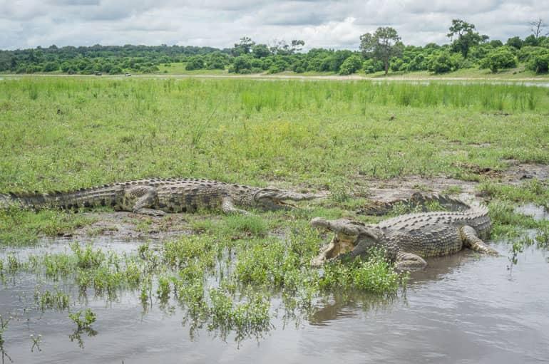 Crocodiles lie on the banks of the Chobe River in Africa - Botswana.