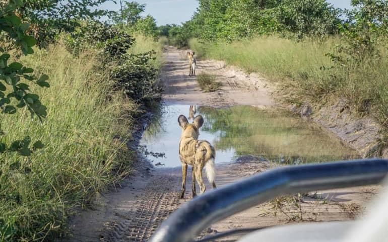 Wild dogs stop the progress of a jeep on the muddy roads through Chobe National Park.