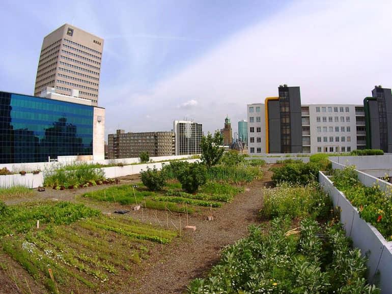 En la terraza del Café Op Het Dak en Róterdam, se ha plantado un campo con verduras y frutas, rodeado de rascacielos.