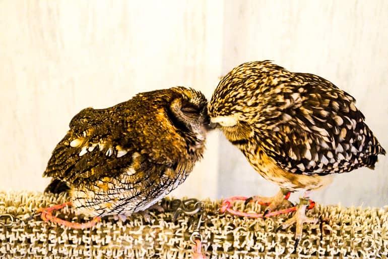 Two owls have cuddled together in Tokyo's Owl Café and are touching beaks.