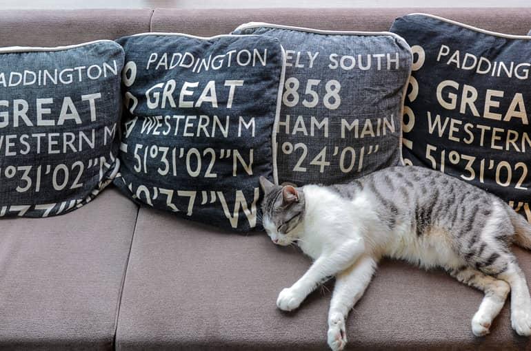 In a cat café in Tokyo, a small gray and white striped kitten has snuggled on a beige couch surrounded by cushions and is waiting to be petted by guests.