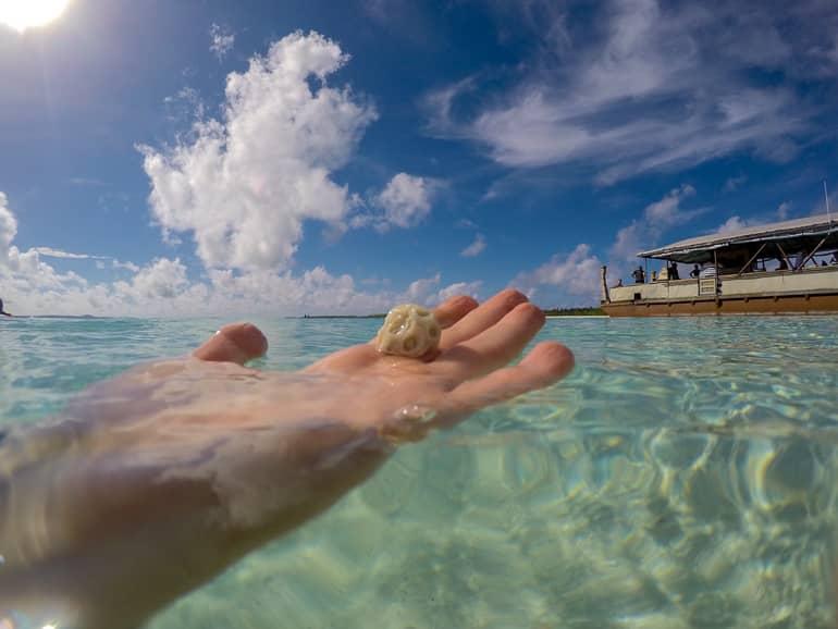 A hand holds a light-colored shell in the clear waters of Aitutaki, Cook Islands.