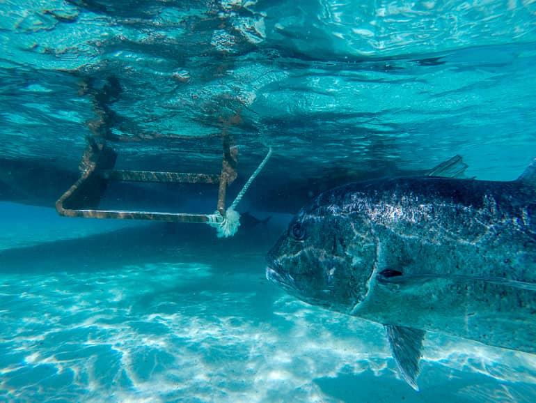 A large fish swims close to a boat ladder in the waters of the Cook Islands.