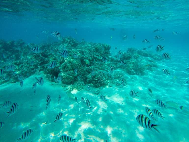 Underwater at the Cook Islands, black-and-white striped fish swim around a small coral reef.
