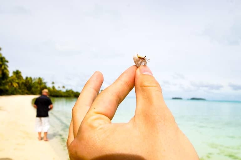 On the beach of the Cook Islands, a hand holds a small crab in a shell towards the camera.