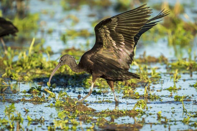 albufera que hacer en valencia