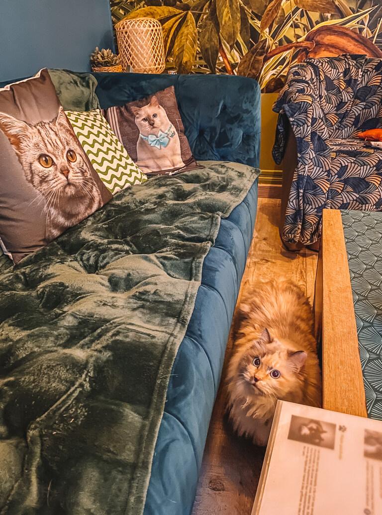 Katzen Cafe Chatperlipopette Strassburg Frankreich