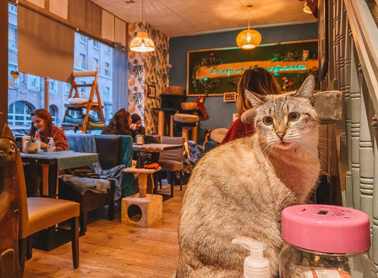 Katzen Cafe Chatperlipopette Strassburg