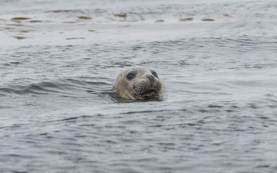 Kegelrobben Nordküste Finistere Bretagne